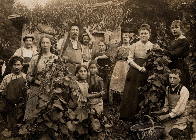 Vendanges traditionnelles