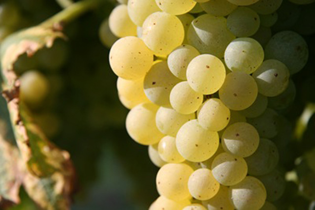Viticulteurs et exposants par appellation au Salon des Vins de France